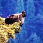 mountain goat living on the edge