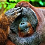 orangutan thinking meme