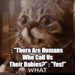 Humans Scaring Kittens | : "There Are Humans 
Who Call Us Their Babies?" : "Yes!" | image tagged in gifs,cats,funny gif,pets,people with pets,domestic delusions | made w/ Imgflip video-to-gif maker