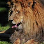 Licking Lion