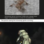 Stowaway Gecko | The person seeing the stowaway gecko surviving: | image tagged in gifs,funny,memes,gecko,blank white template,gif | made w/ Imgflip video-to-gif maker