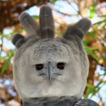 Harpy eagle