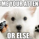 My dog does this me all the time. | GIVE ME YOUR ATTENTION; OR ELSE.. | image tagged in cute dog | made w/ Imgflip meme maker