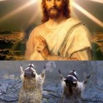 GOD AND RACCOONS