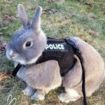 police rabbit meme