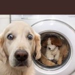 Doggy Washing Machine
