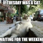 If Tuesday was a cat | IF TUESDAY WAS A CAT; WAITING FOR THE WEEKEND | image tagged in cat relaxing,tuesday,cat weekend | made w/ Imgflip meme maker