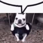 dog in swing meme