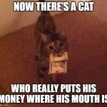 How much cat | NOW THERE'S A CAT; WHO REALLY PUTS HIS MONEY WHERE HIS MOUTH IS | image tagged in how much cat | made w/ Imgflip meme maker