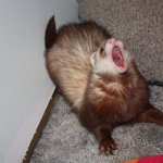 SCREMMING FERRET