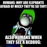 hello im bug. oh wow. i kill you. oh no. | HUMANS: WHY ARE ELEPHANTS AFRAID OF MICE? THEY'RE SO TINY! ALSO HUMANS WHEN THEY SEE A BEDBUG: | image tagged in luigi screaming | made w/ Imgflip meme maker