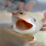 cursed axolotl template