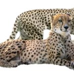 Cheetah family