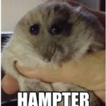 HAMPTER | image tagged in hampter,shitpost | made w/ Imgflip meme maker