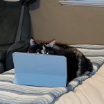 Tablet Cat