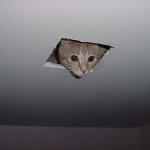 cat in ceiling