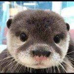 Otter meme