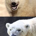 Polar Bear & Bipolar Bear