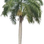 Royal Palm (PNG)