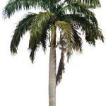 Royal Palm (PNG)