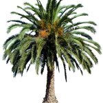 Canary Island Date Palm (PNG)