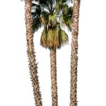 Mexican Fan Palm (PNG)