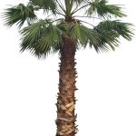 Mexican Fan Palm (PNG)