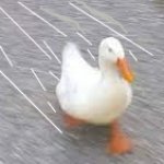 duck speed