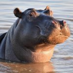 Skeptical Hippo - Product Hippo