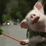 weekend pig GIF Template