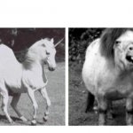 Beautiful Unicorn and Ugly Horse