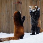 red panda fite