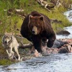 Poking the bear