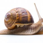 Snail, Schnecke