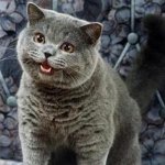 chezesburgor | image tagged in i can has cheezburger cat | made w/ Imgflip meme maker