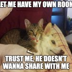 cat, dog & knife | LET ME HAVE MY OWN ROOM; TRUST ME, HE DOESN'T WANNA SHARE WITH ME | image tagged in cat dog knife | made w/ Imgflip meme maker