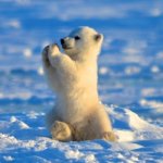 Polar bear clapping  | BIG APPLAUSE TO MOM; WHO MADE ME SO CUTE!!! | image tagged in polar bear clapping | made w/ Imgflip meme maker