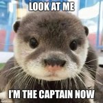 Captain Otter | LOOK AT ME; I’M THE CAPTAIN NOW | image tagged in otter | made w/ Imgflip meme maker