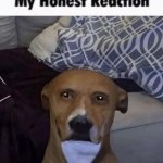 My Honest Reaction dog meme