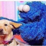 Cookie monster dog