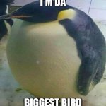 fat penguin | I'M DA; BIGGEST BIRD | image tagged in i'm da biggest bird,fat penguin | made w/ Imgflip meme maker