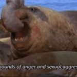 8,000 pounds of anger and sexual aggression meme