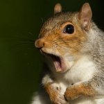 Shocked Squirrel