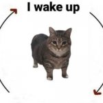 i wake up cat meme