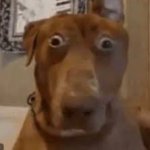 Shocked Dog meme
