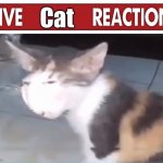 Live cat reaction