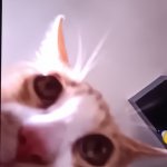 Cat staring meme