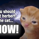 Pet the cat meme