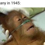 Germany in 1945 | Germany in 1945: | image tagged in memes,germany,orangutan | made w/ Imgflip meme maker