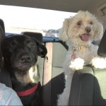 road trip dogs
